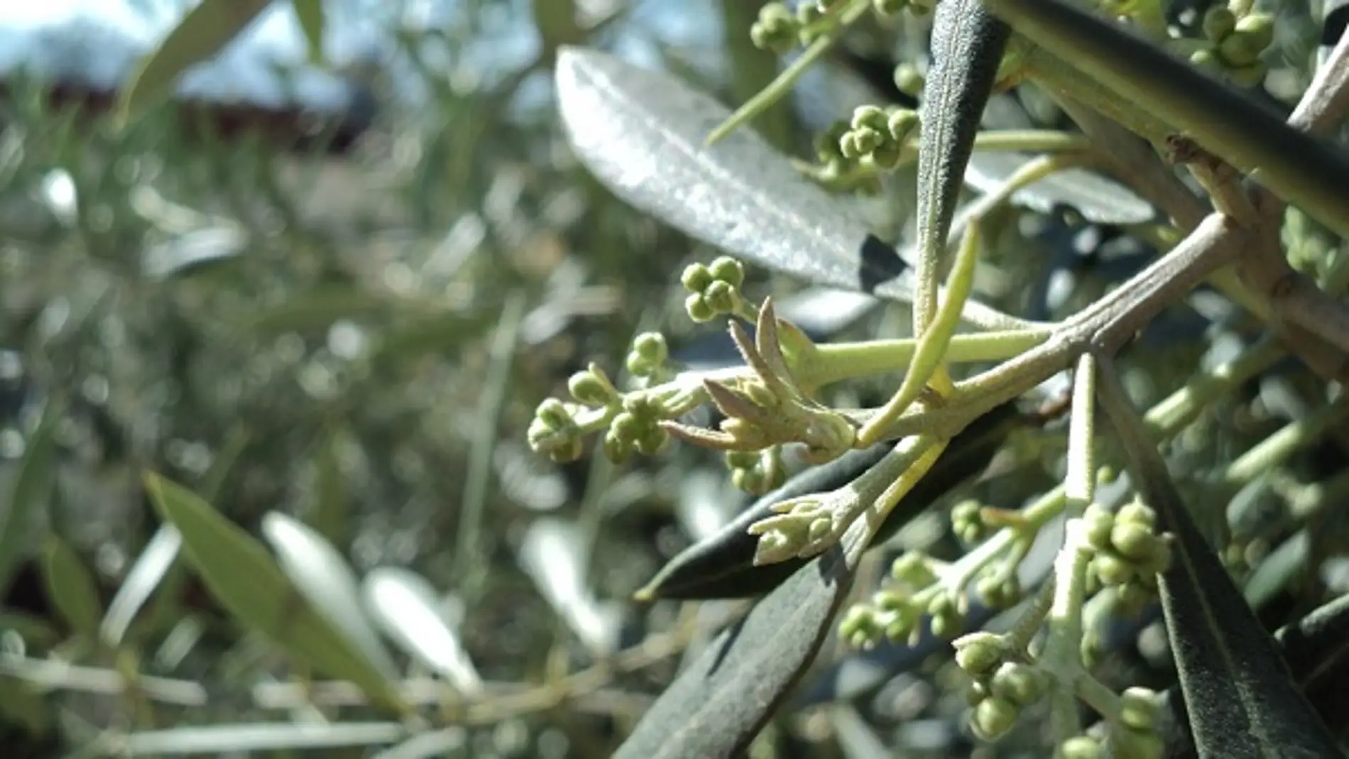 Identifican los enemigos de los insectos que transmiten patogenos al olivar