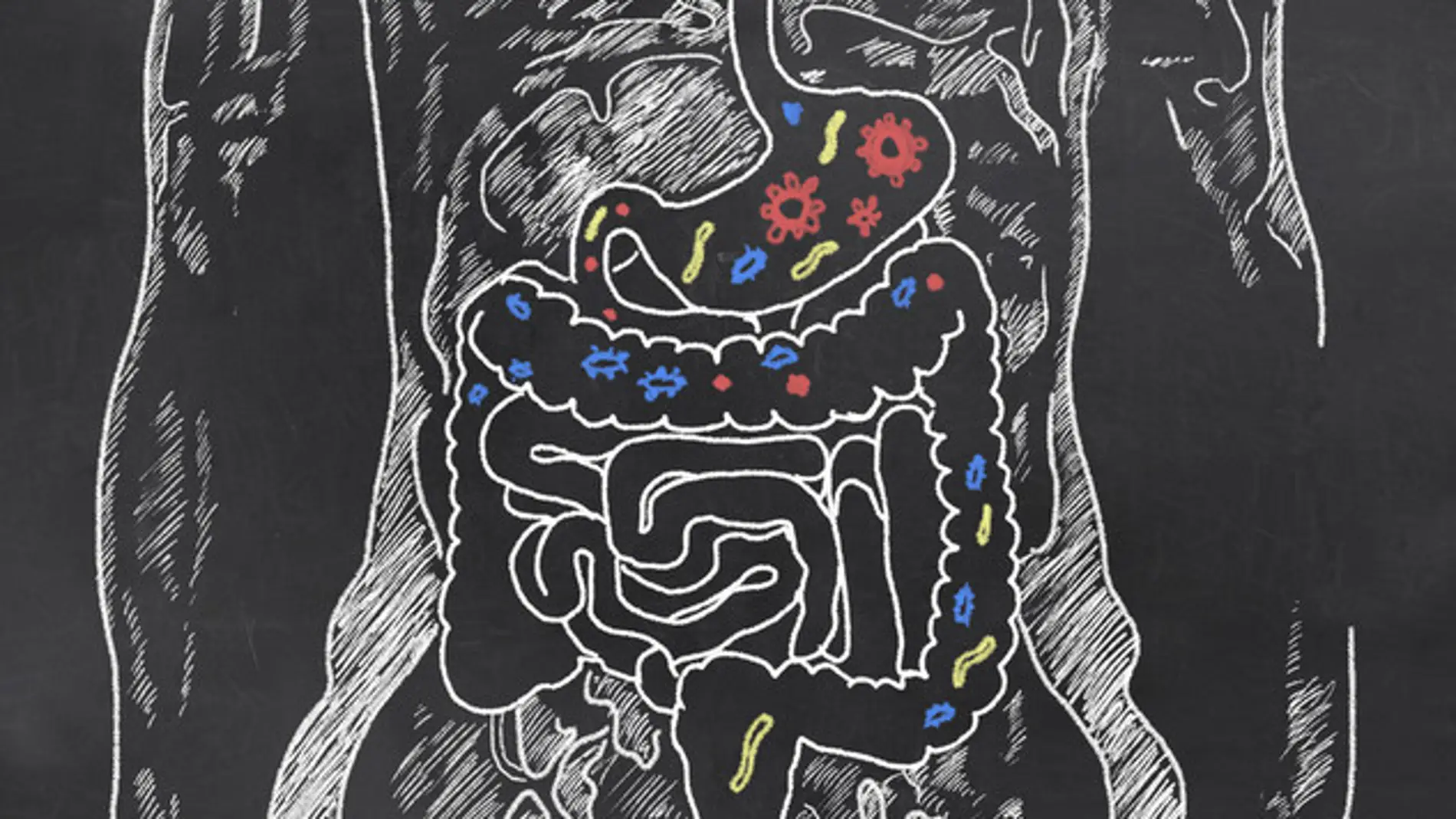 ilustración del intestino humano