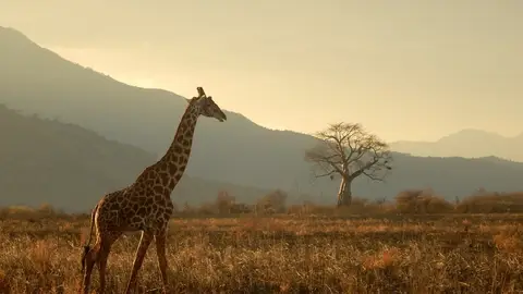 Tanzania Tanzania