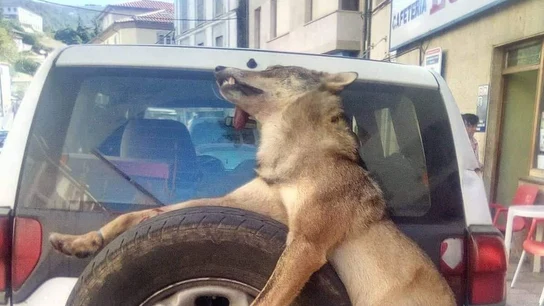 Un lobo muerto atado a un coche en Asturias Un lobo muerto atado a un coche en Asturias