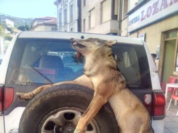 Un lobo muerto atado a un coche en Asturias Un lobo muerto atado a un coche en Asturias