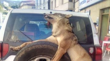 Un lobo muerto atado a un coche en Asturias