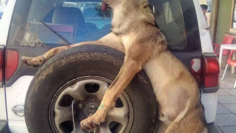 Un lobo muerto atado a un coche en Asturias