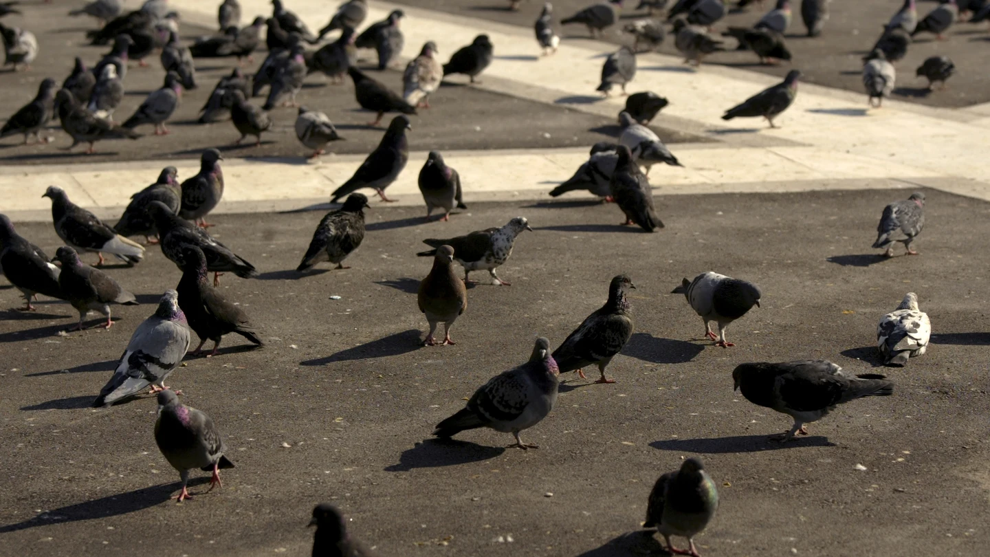 Imagen de archivo de palomas en una plaza Imagen de archivo de palomas en una plaza
