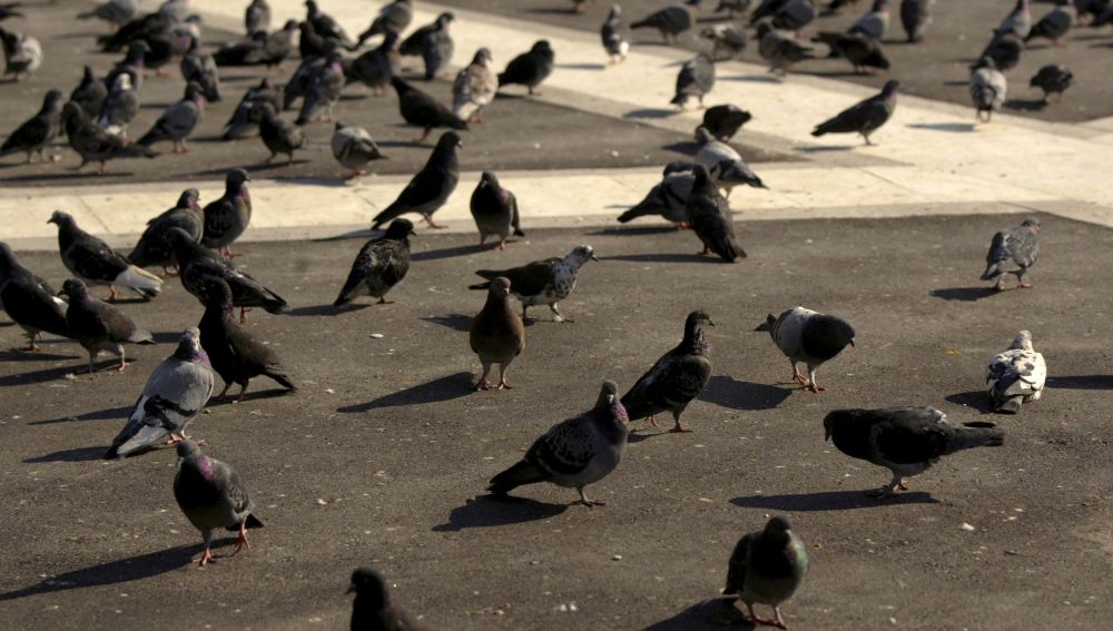 Imagen de archivo de palomas en una plaza