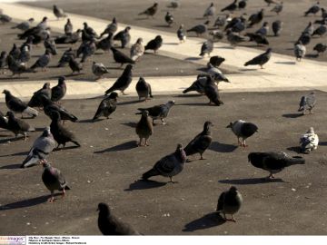 Imagen de archivo de palomas en una plaza Imagen de archivo de palomas en una plaza