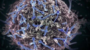Imagen del virus del Ébola aislado de una muestra de sangre 