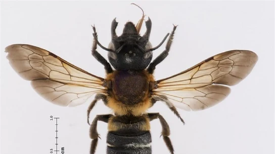 Imagen de la 'abeja gigante resina' Imagen de la 'abeja gigante resina'