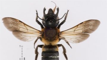 Imagen de la 'abeja gigante resina'