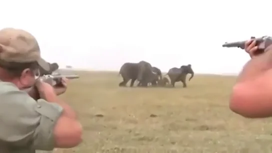 Cazadores disparando a elefantes en África Cazadores disparando a elefantes en África