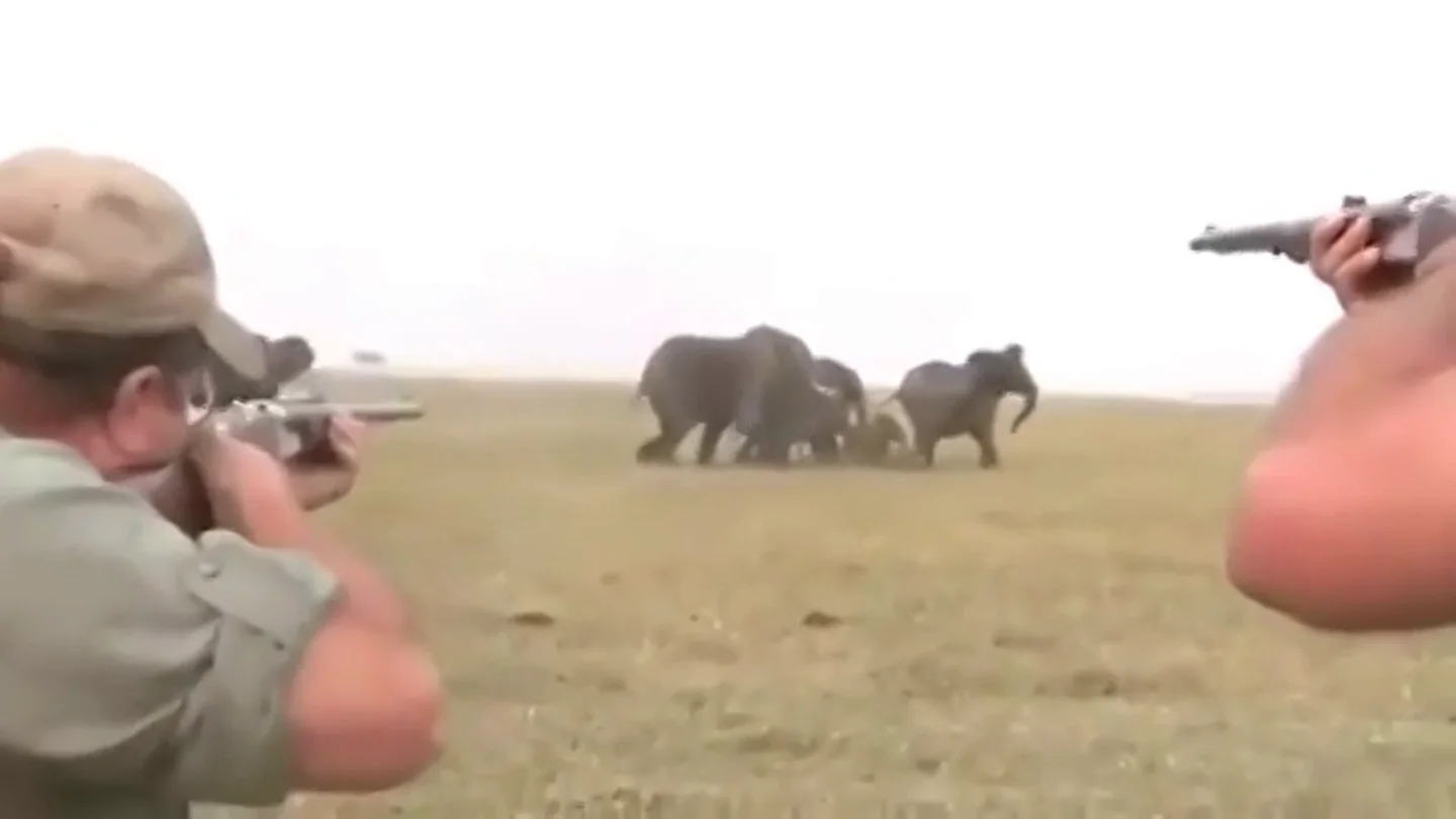 Cazadores disparando a elefantes en África Cazadores disparando a elefantes en África