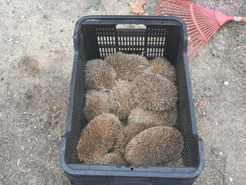 Los erizos vivos recatados por la Policía Los erizos vivos recatados por la Policía