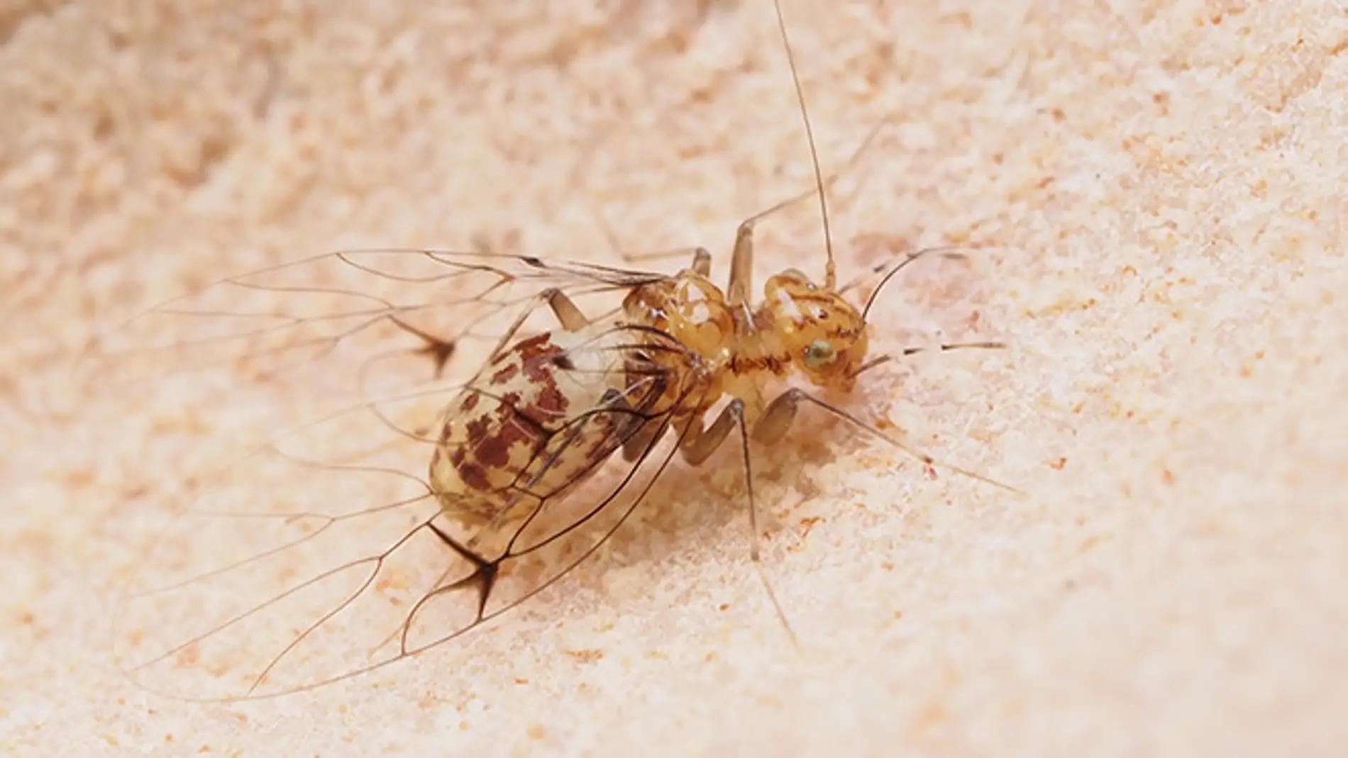 Asi funciona el pene de una hembra de insecto de Brasil