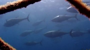 Lo consiguen ilegalmente, camuflan su mal aspecto y lo venden: el negocio del tráfico ilegal de atún rojo