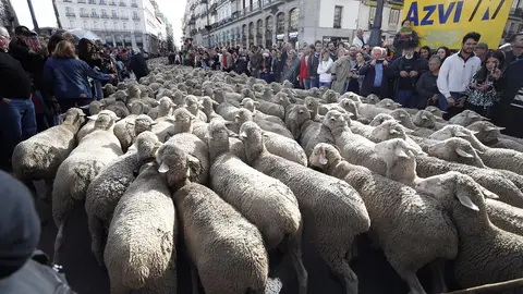 Imagen de archivo de rebaños de ovejas pasando por la Puerta del Sol con motivo de la Fiesta de la Trashumancia