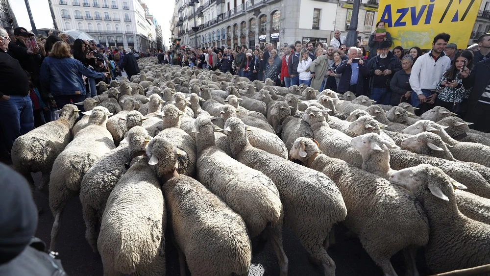 Imagen de archivo de rebaños de ovejas pasando por la Puerta del Sol con motivo de la Fiesta de la Trashumancia