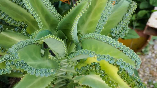 Kalanchoe Kalanchoe