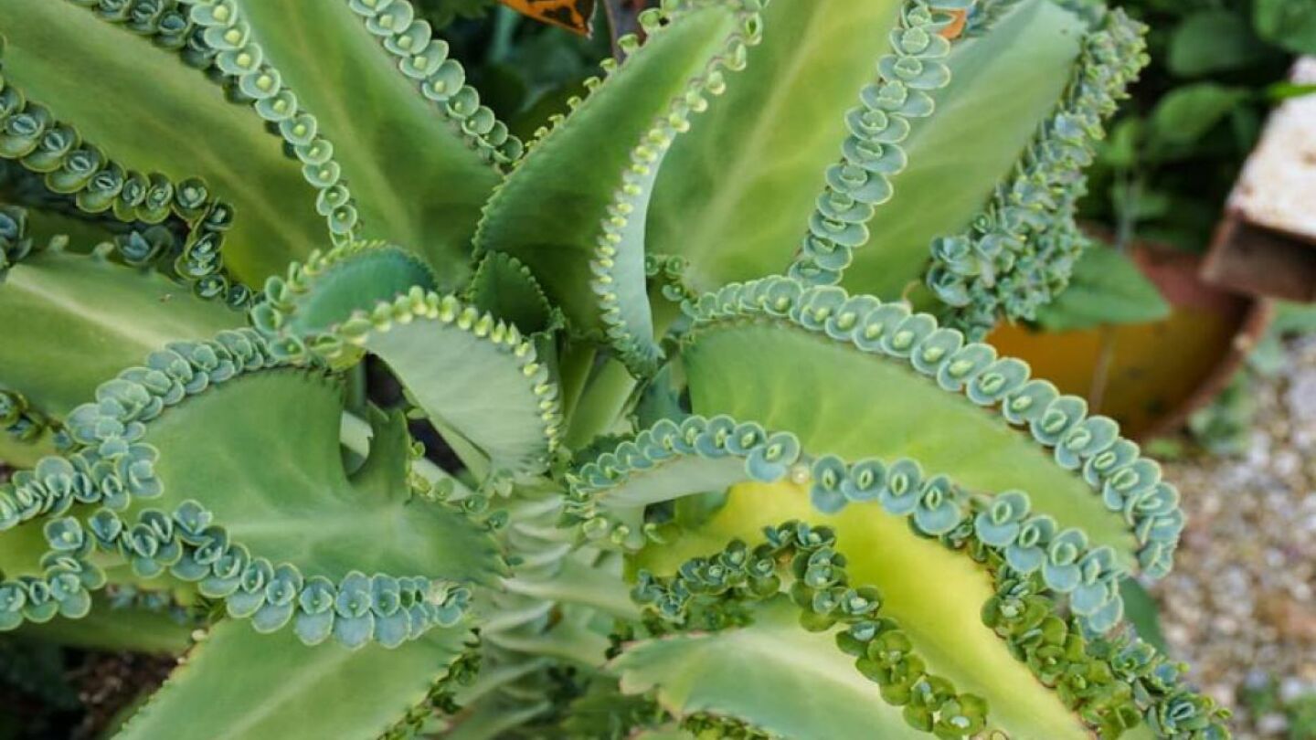 Kalanchoe