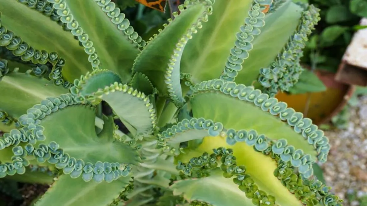 Kalanchoe