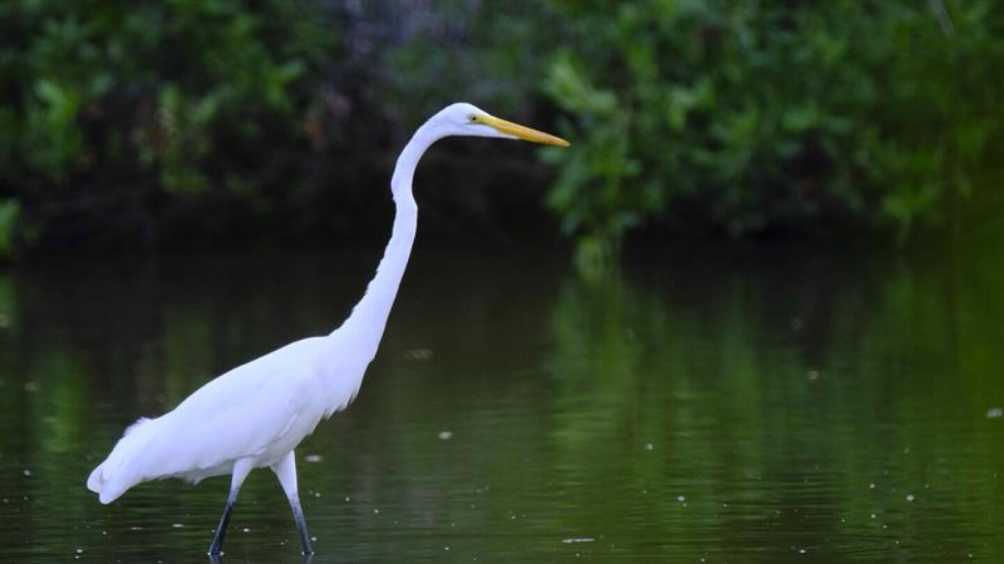 Una garza en las aguas de un manglar