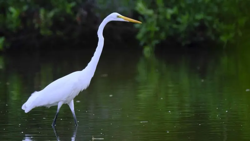 Una garza en las aguas de un manglar Una garza en las aguas de un manglar