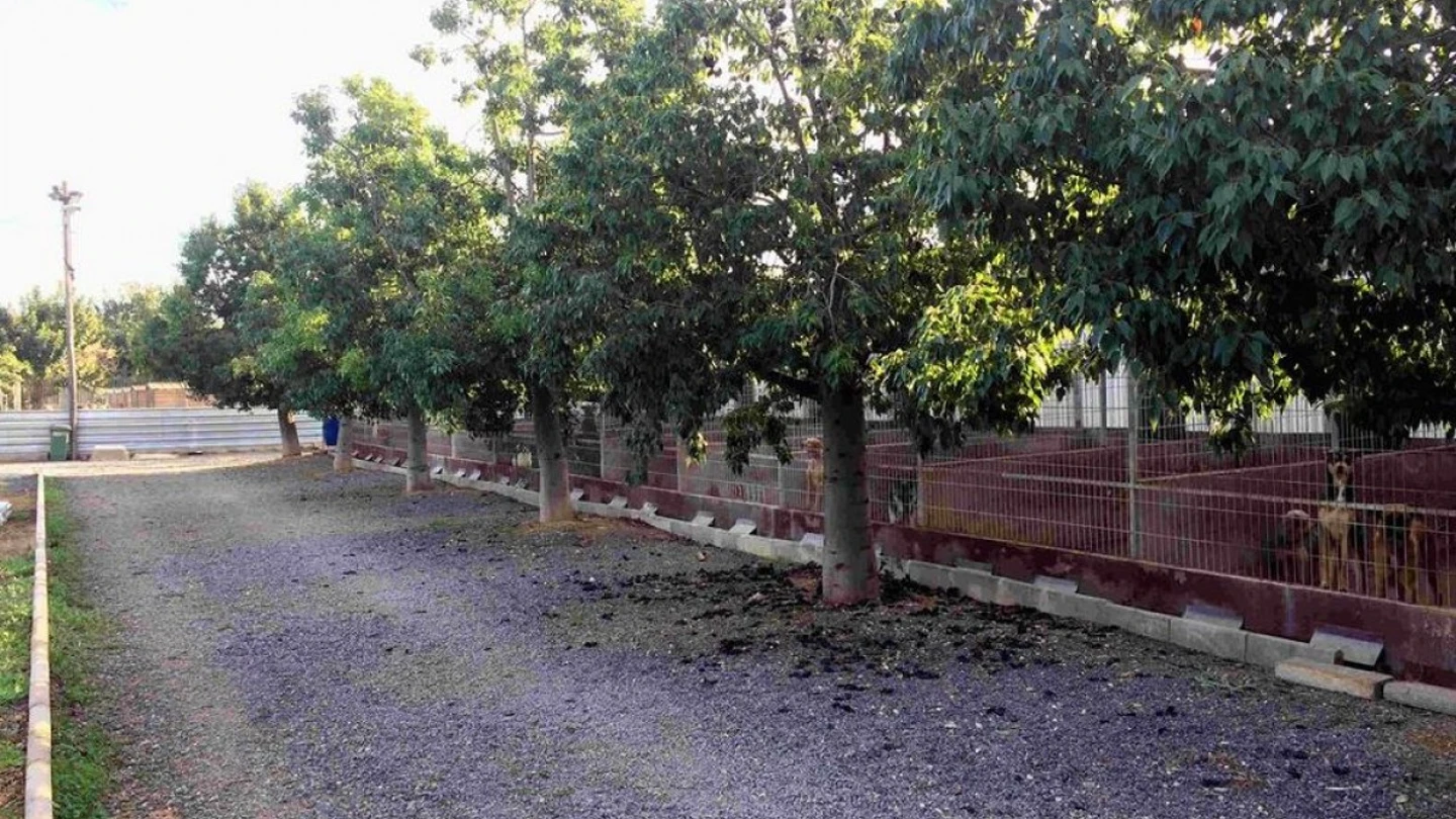 Kiara sigue interna en el centro L'Última Llar al ser de raza peligrosa Kiara sigue interna en el centro L'Última Llar al ser de raza peligrosa