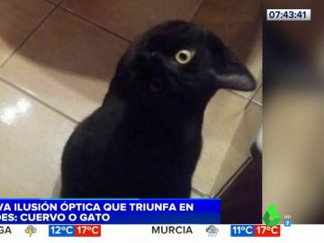 ¿Gato o cuervo?: el nuevo reto visual que triunfa en redes sociales ¿Gato o cuervo?: el nuevo reto visual que triunfa en redes sociales