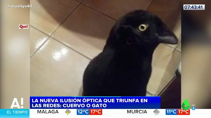 ¿Gato o cuervo?: el nuevo reto visual que triunfa en redes sociales 