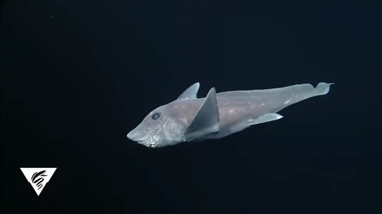 Graban por primera vez un ejemplar de tiburón fantasma en su hábitat natural Graban por primera vez un ejemplar de tiburón fantasma en su hábitat natural