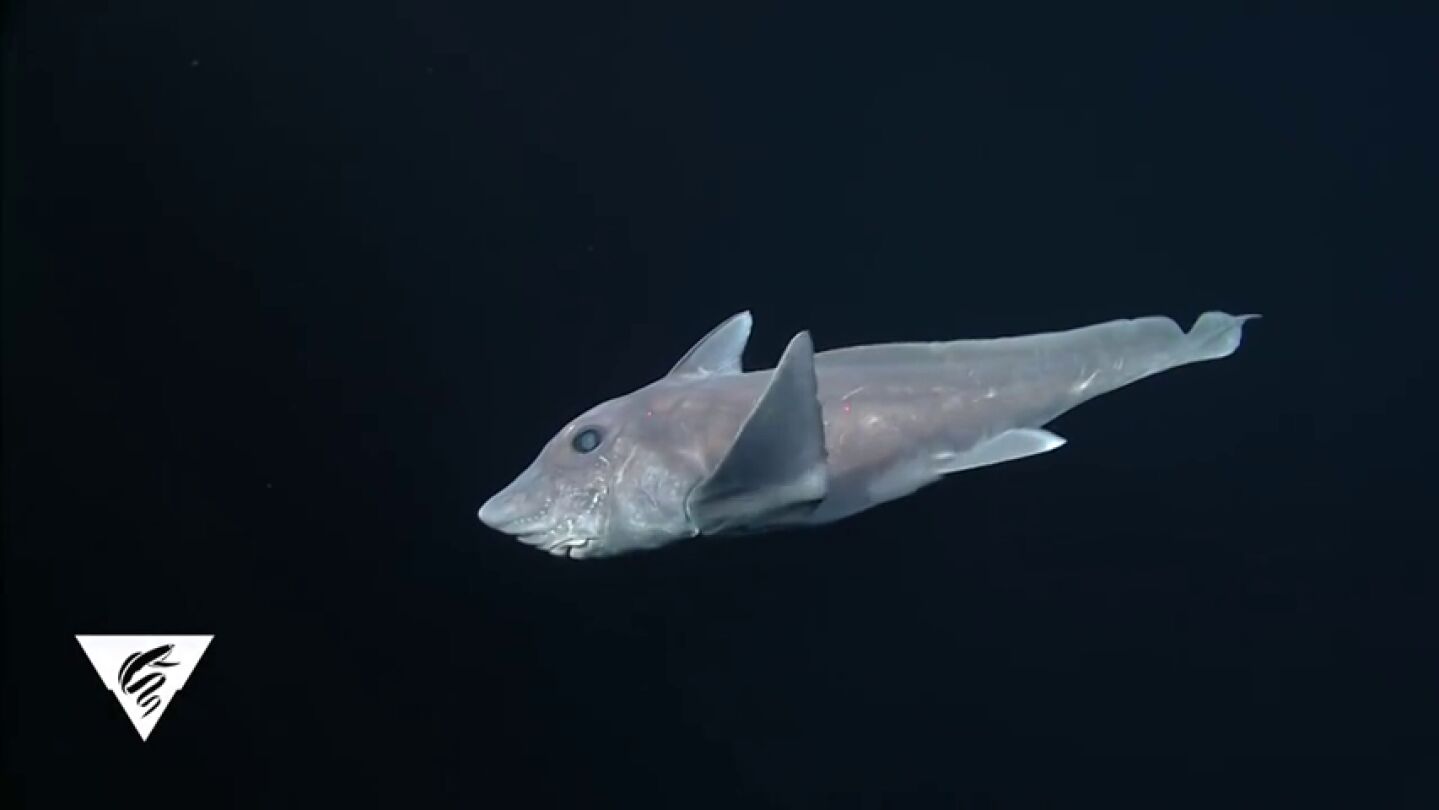 Graban por primera vez un ejemplar de tibur&oacute;n fantasma en su h&aacute;bitat natural