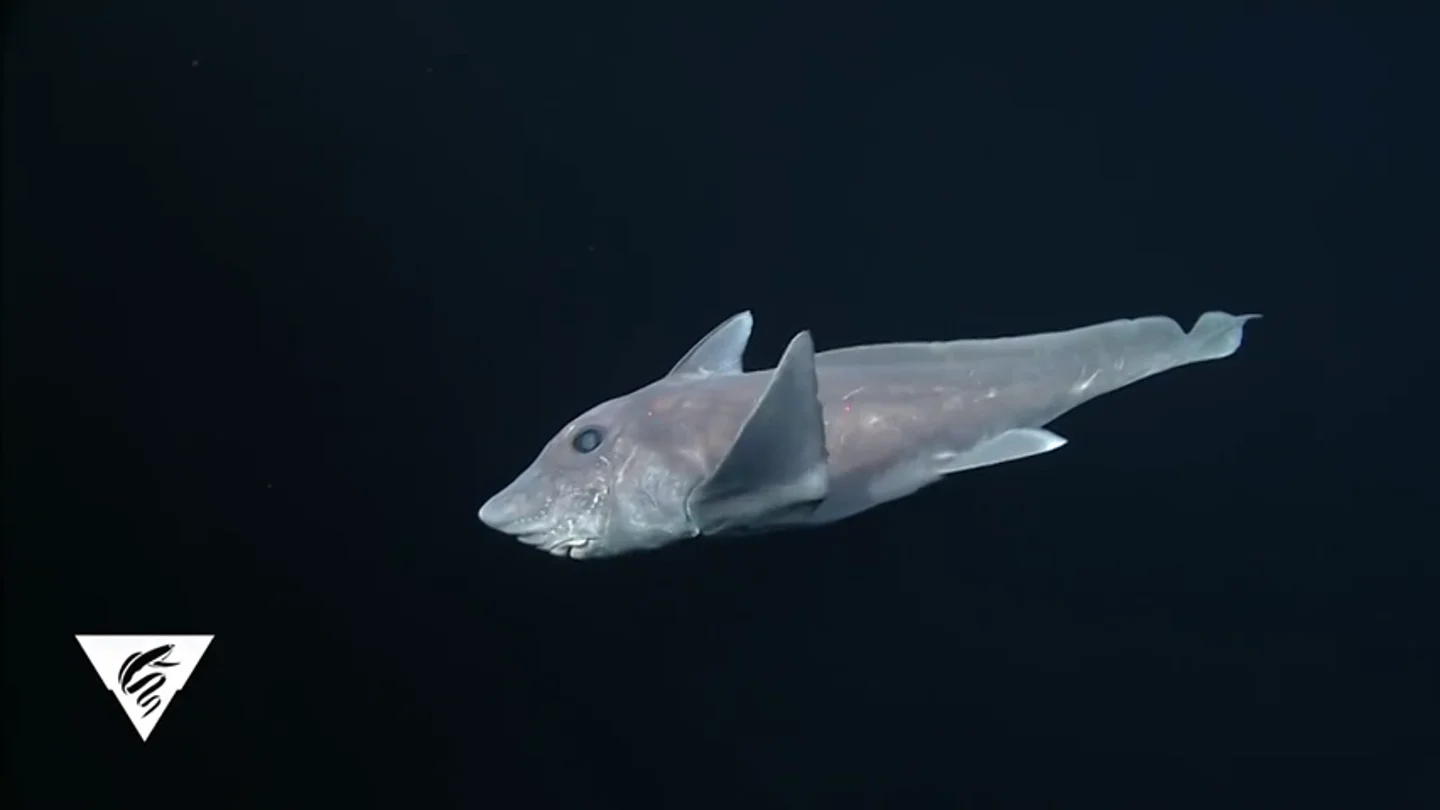 Graban por primera vez un ejemplar de tiburón fantasma en su hábitat natural Graban por primera vez un ejemplar de tiburón fantasma en su hábitat natural
