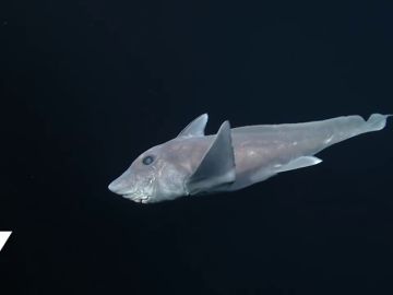 Graban por primera vez un ejemplar de tiburón fantasma en su hábitat natural Graban por primera vez un ejemplar de tiburón fantasma en su hábitat natural