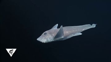 Graban por primera vez un ejemplar de tiburón fantasma en su hábitat natural