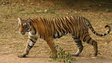 Imagen de una tigresa