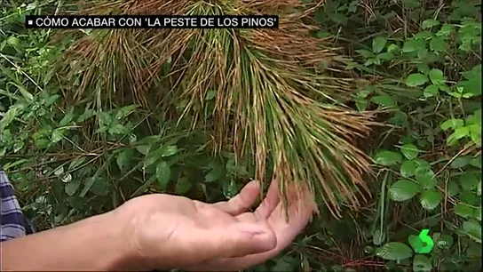 Hongo de los pinos Hongo de los pinos
