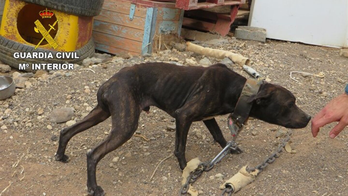 Imagen de uno de los perros rescatados