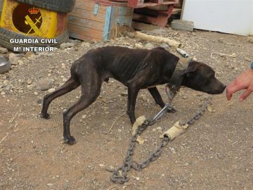 Imagen de uno de los perros rescatados Imagen de uno de los perros rescatados