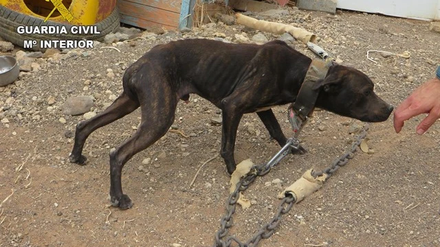 Imagen de uno de los perros rescatados Imagen de uno de los perros rescatados
