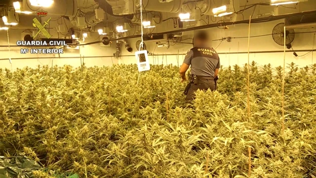 Imagen de algunas de las plantas de marihuana que se ha incautado la Guardia Civil Imagen de algunas de las plantas de marihuana que se ha incautado la Guardia Civil