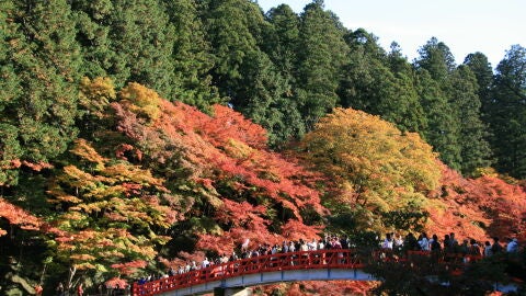 La belleza roja del otoño en Japón