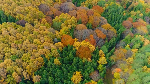 La belleza roja del otoño en Japón