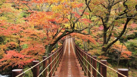 La belleza roja del otoño en Japón