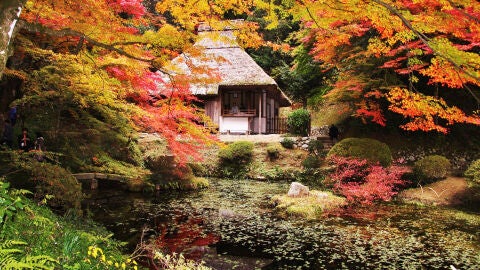 La belleza roja del otoño en Japón