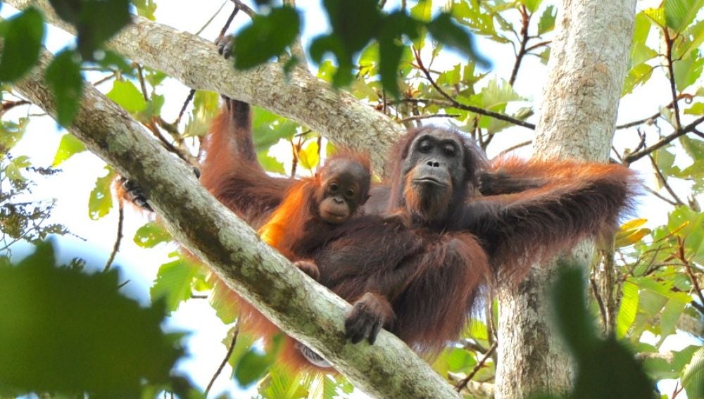 Las poblaciones de orangutanes en Indonesia no están aumentando