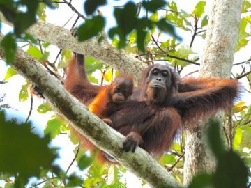 Las poblaciones de orangutanes en Indonesia no están aumentando Las poblaciones de orangutanes en Indonesia no están aumentando