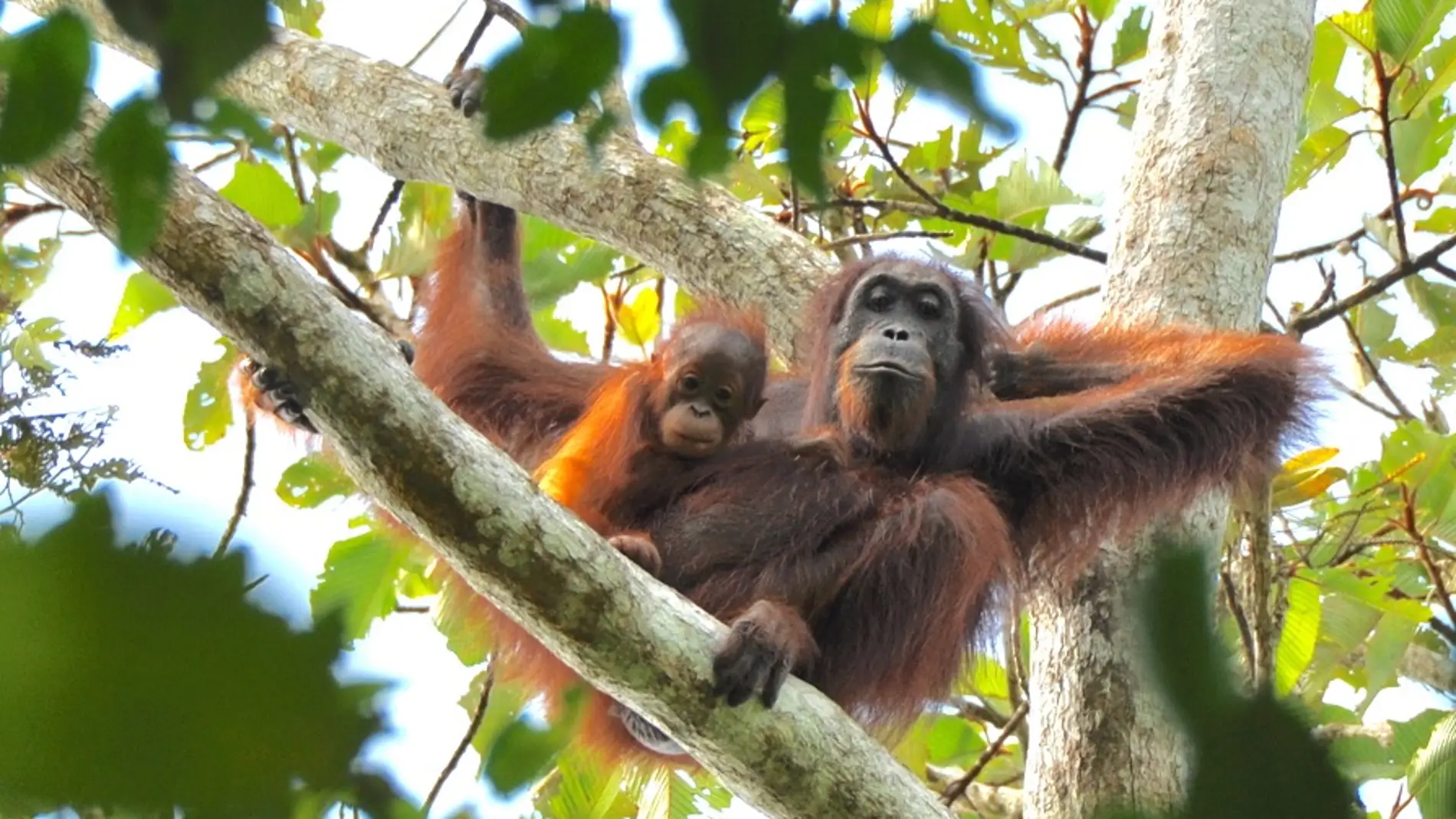 Las poblaciones de orangutanes en Indonesia no están aumentando