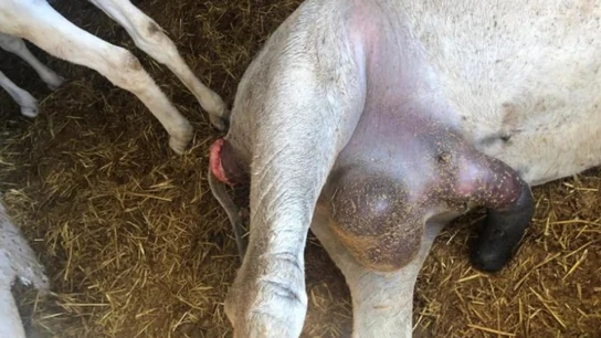 Cuerpo del burro muerto en Mijas Cuerpo del burro muerto en Mijas