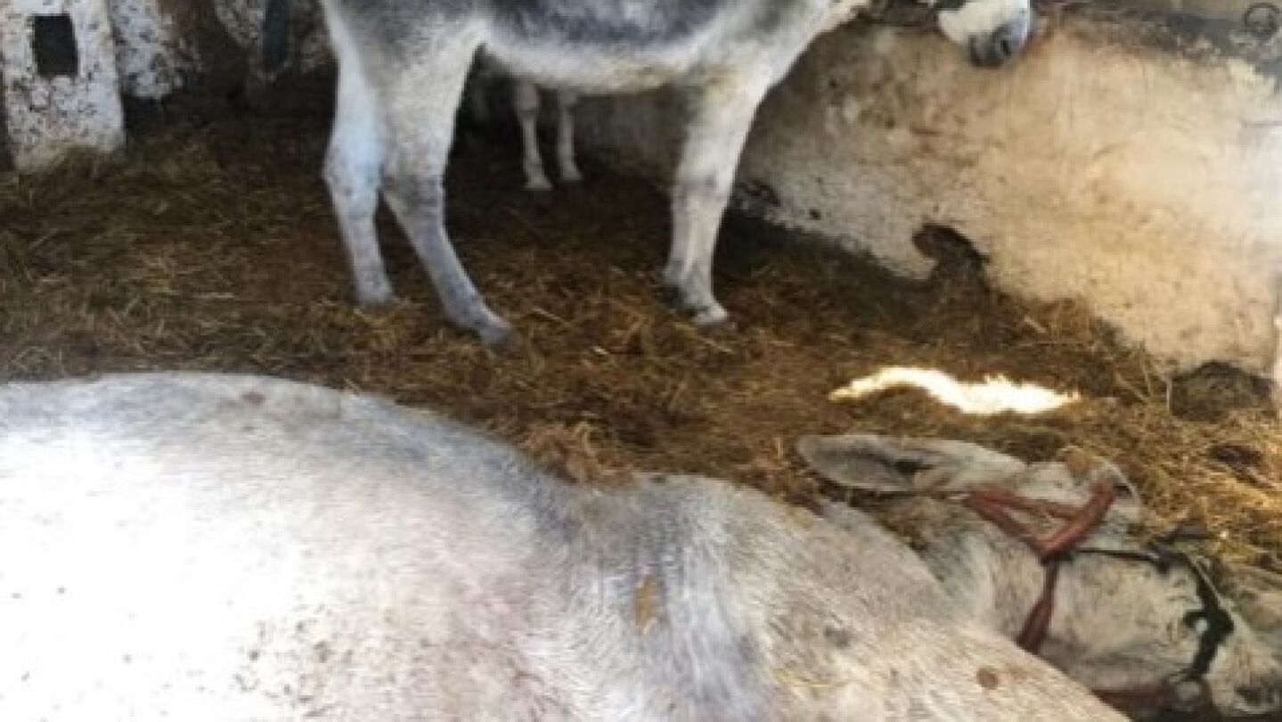 Burro muerto en Mijas