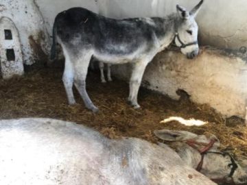 Burro muerto en Mijas Burro muerto en Mijas