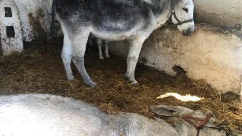 Burro muerto en Mijas